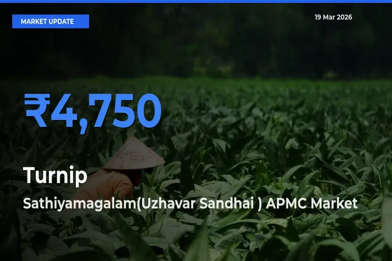 Sathiyamagalam(Uzhavar Sandhai ) APMC Offers ₹4,750 – Highest Turnip Rate Today