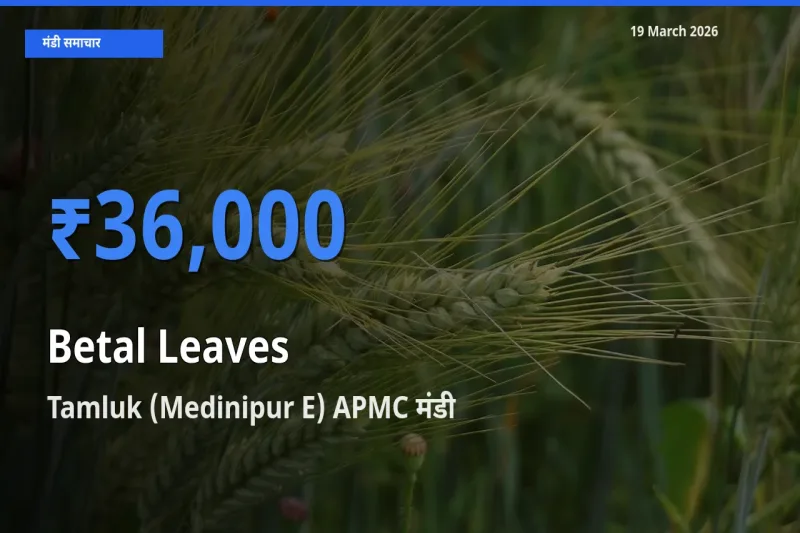 टॉप मंडी बना Tamluk (Medinipur E) APMC! पान के पत्ते के सबसे ऊँचे दाम यहीं दर्ज
