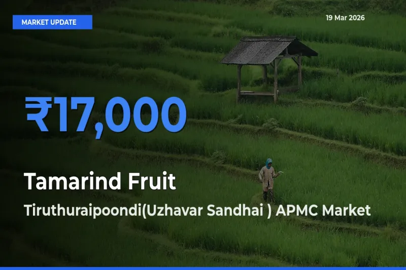 Tiruthuraipoondi(Uzhavar Sandhai ) APMC Emerges as Top Mandi for Tamarind Fruit Prices Today