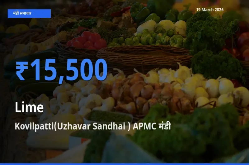 19 March अपडेट: नींबू के सबसे ऊँचे दाम Kovilpatti(Uzhavar Sandhai ) APMC मंडी में
