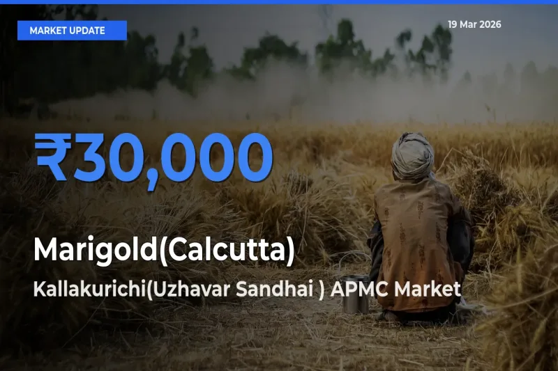 Market Watch: Kallakurichi(Uzhavar Sandhai ) APMC Becomes Top Mandi for Marigold(Calcutta)