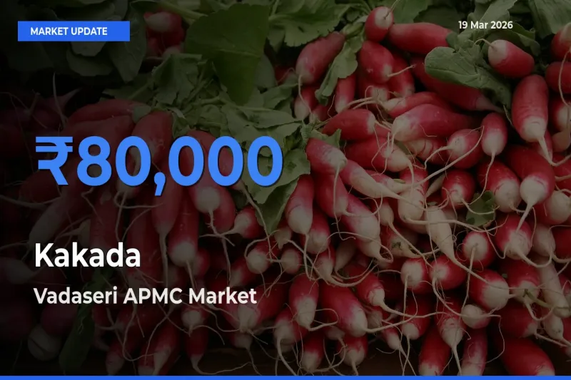 Farmers Prefer Vadaseri APMC as Kakada Hits Highest Rate