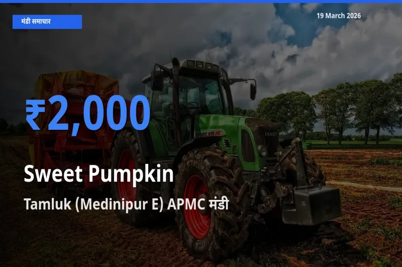 किसानों की पसंद बना Tamluk (Medinipur E) APMC, लाल कद्दू के सबसे अच्छे दाम