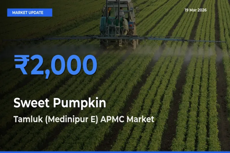 Farmers Prefer Tamluk (Medinipur E) APMC as Sweet Pumpkin Hits Highest Rate