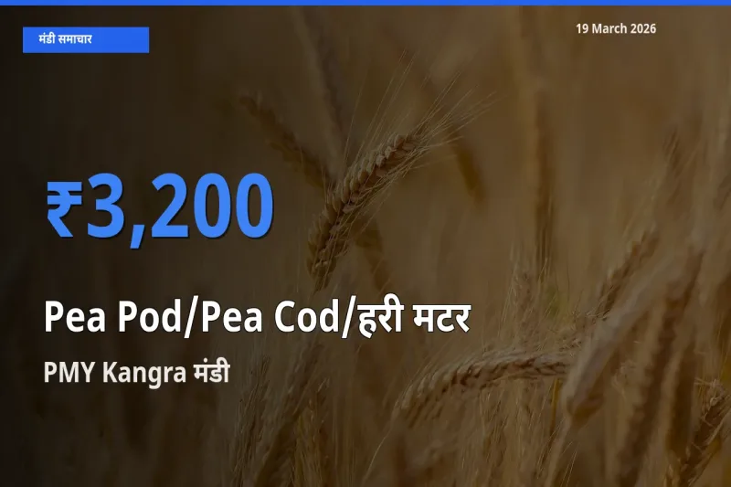 आज का मंडी भाव: मटर की फली के सबसे ज़्यादा दाम PMY Kangra में