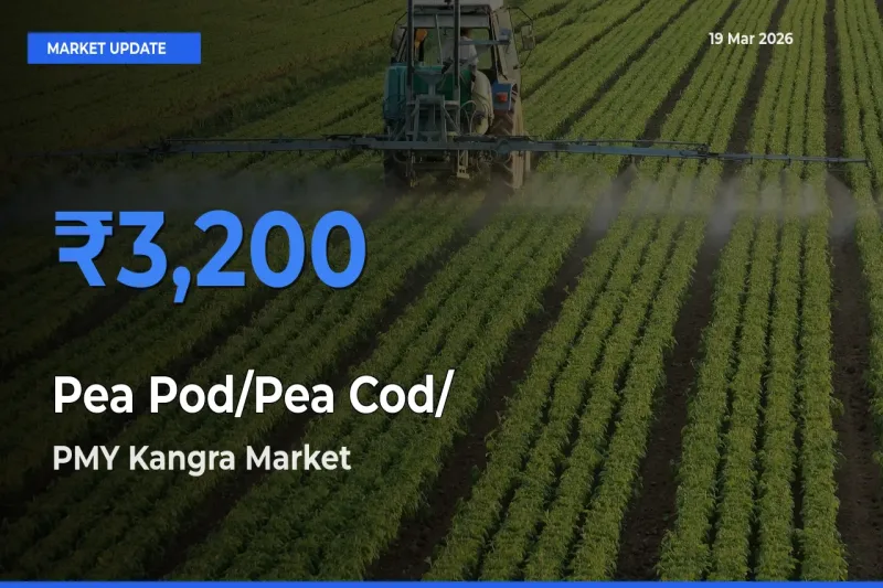 PMY Kangra Emerges as Top Mandi for Pea Pod/Pea Cod/हरी मटर Prices Today