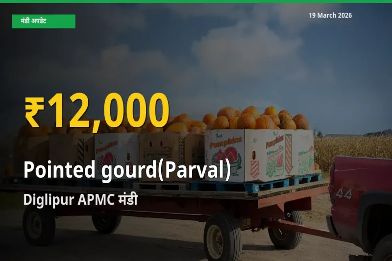 रिकॉर्ड तेज़ी! Diglipur APMC में परवल ₹12,000 पर पहुँचा