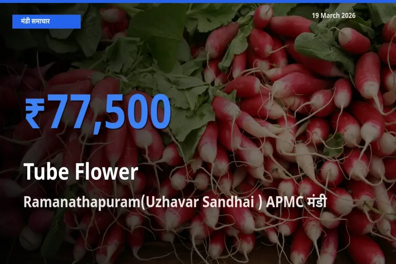 19 March अपडेट: रजनीगंधा के सबसे ऊँचे दाम Ramanathapuram(Uzhavar Sandhai ) APMC मंडी में