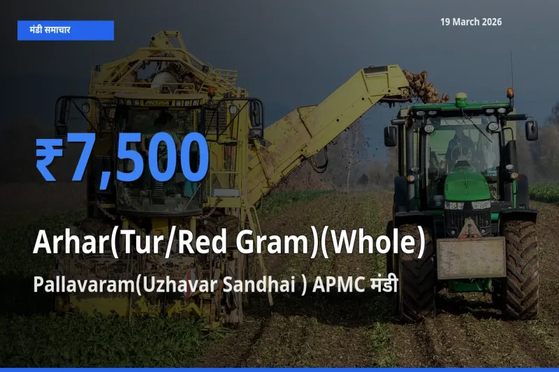 Pallavaram(Uzhavar Sandhai ) APMC मंडी में आज अरहर (साबुत) के सबसे ऊँचे दाम दर्ज