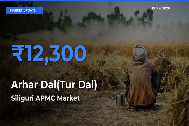 Siliguri APMC Leads as Top Mandi for Arhar Dal(Tur Dal) Prices