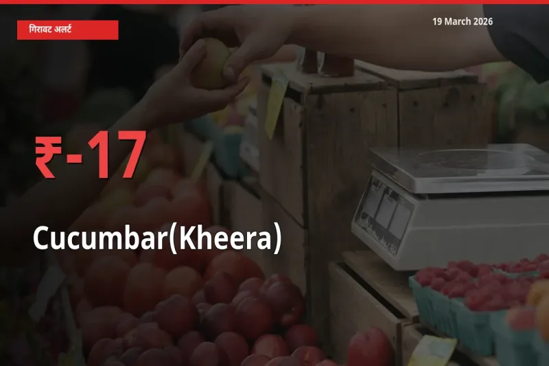 17.04% की गिरावट! मंडी में खीरा के दाम अचानक टूटे
