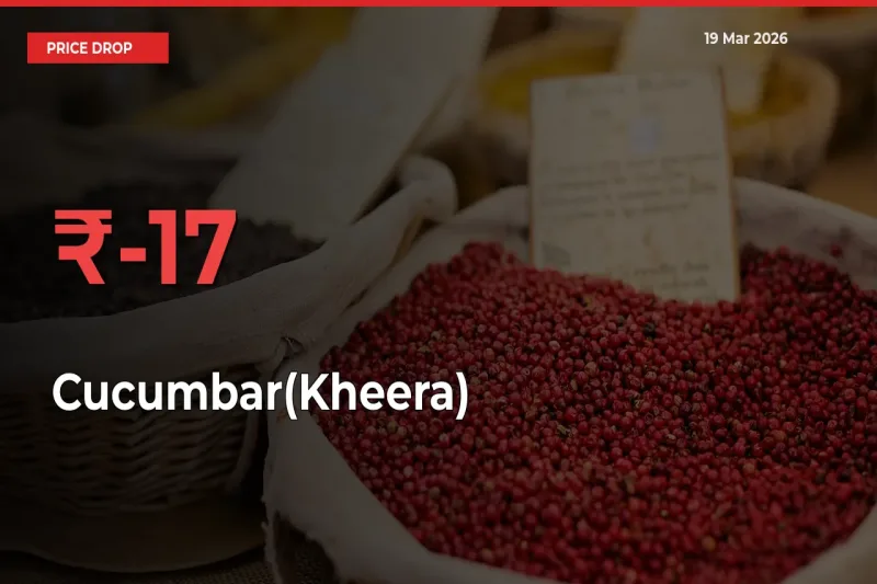Cucumbar(Kheera) Prices Drop 17.04% in 24 Hours at Major Mandis