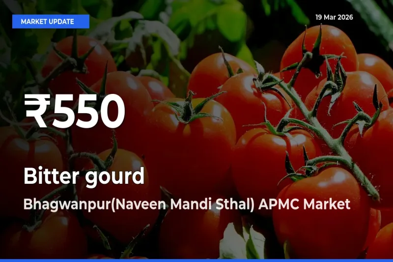 Big Drop! Bitter gourd Slides to 30-Day Low at Bhagwanpur(Naveen Mandi Sthal) APMC