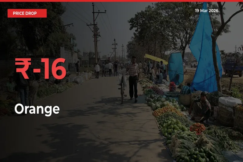 Farmers Alert as Orange Prices Slide 15.62% in Local Mandis