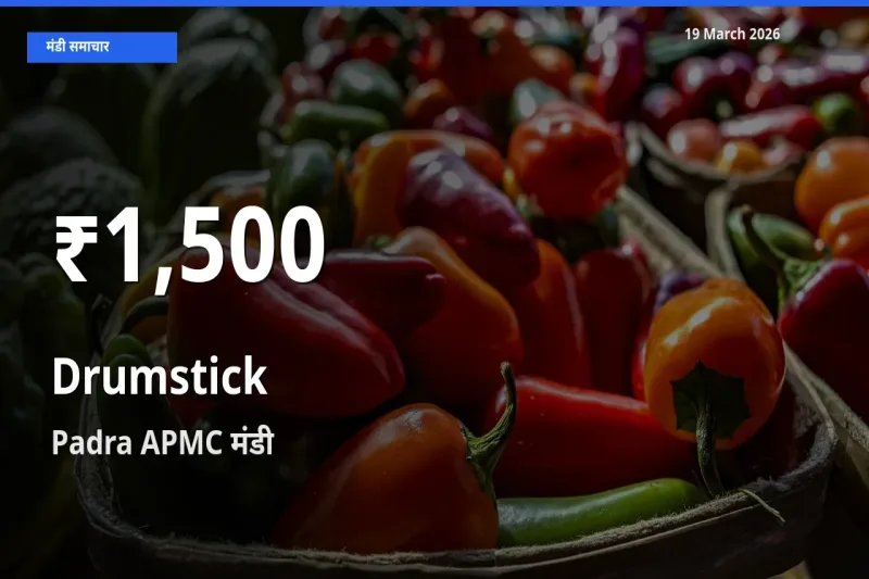 Padra APMC में सहजन (मुनगा) ₹1,500 पर गिरा – 30 दिन का न्यूनतम भाव