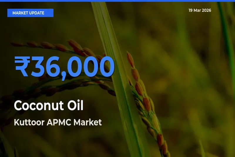 Kuttoor APMC Tops Coconut Oil Mandi Rates Today