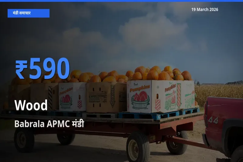 Babrala APMC मंडी में आज लकड़ी के सबसे ऊँचे दाम दर्ज