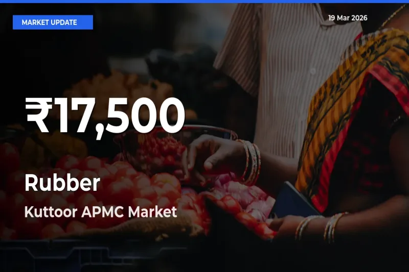 Sharp Fall! Rubber Prices Drop to 30-Day Low in Kuttoor APMC