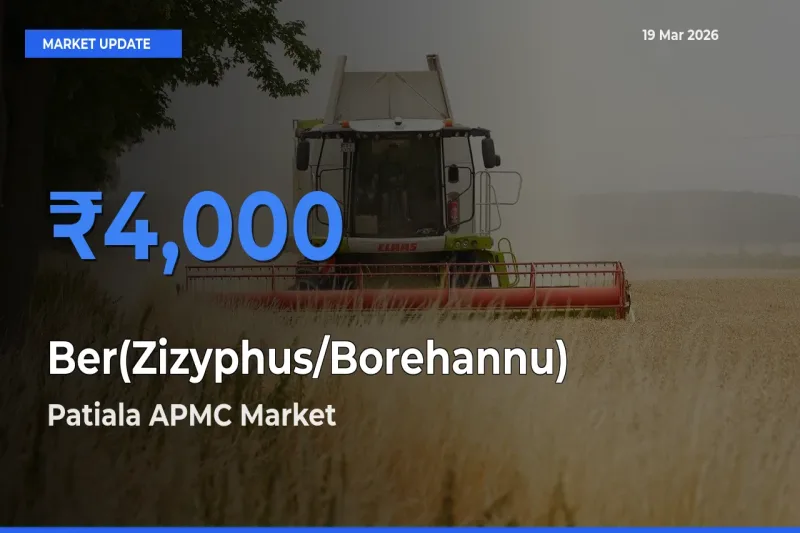 Patiala APMC Records Highest ₹4,000 Rate for Ber(Zizyphus/Borehannu)