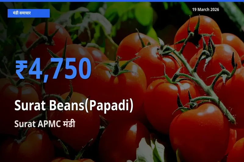 आज सूरत बीन्स (पापड़ी) के सबसे ज़्यादा दाम Surat APMC मंडी में दर्ज