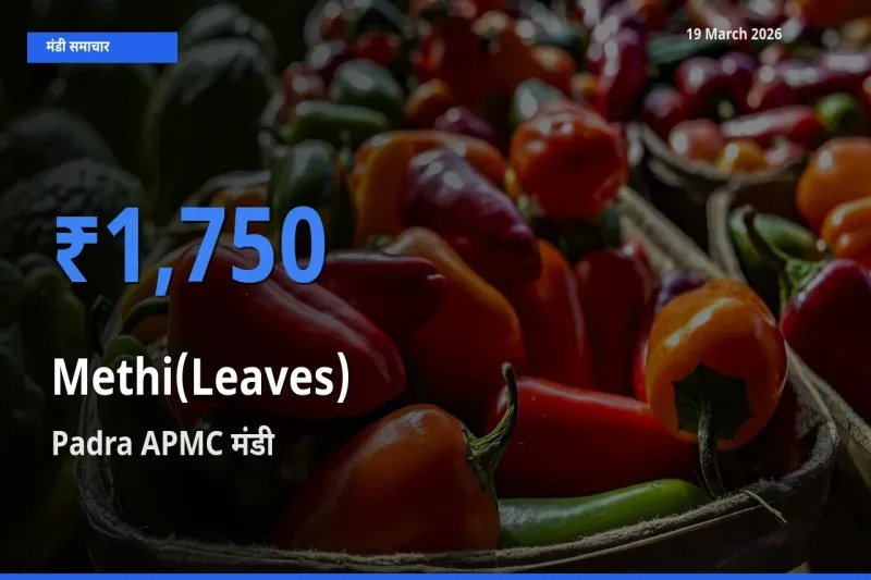 आज का मंडी भाव: हरी मेथी के सबसे ज़्यादा दाम Padra APMC में