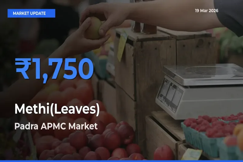 Market Watch: Padra APMC Becomes Top Mandi for Methi(Leaves)