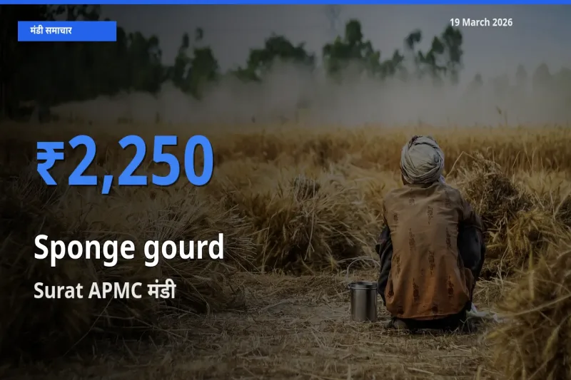 बाज़ार संकेत: Surat APMC बना तोरई (नेनुआ) के लिए आज की टॉप मंडी