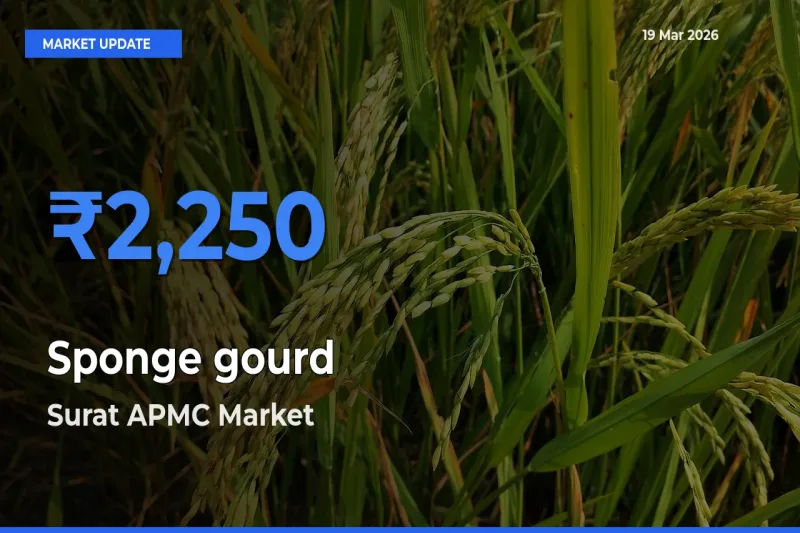 Surat APMC Emerges as Top Mandi for Sponge gourd Prices Today