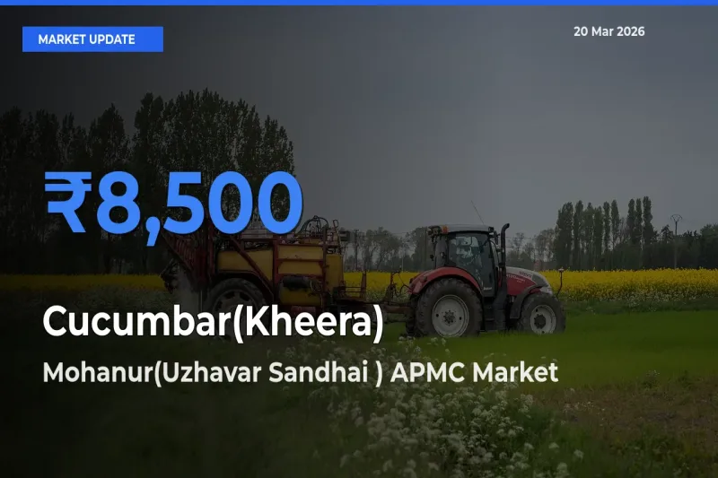 Mohanur(Uzhavar Sandhai ) APMC Leads as Top Mandi for Cucumbar(Kheera) Prices