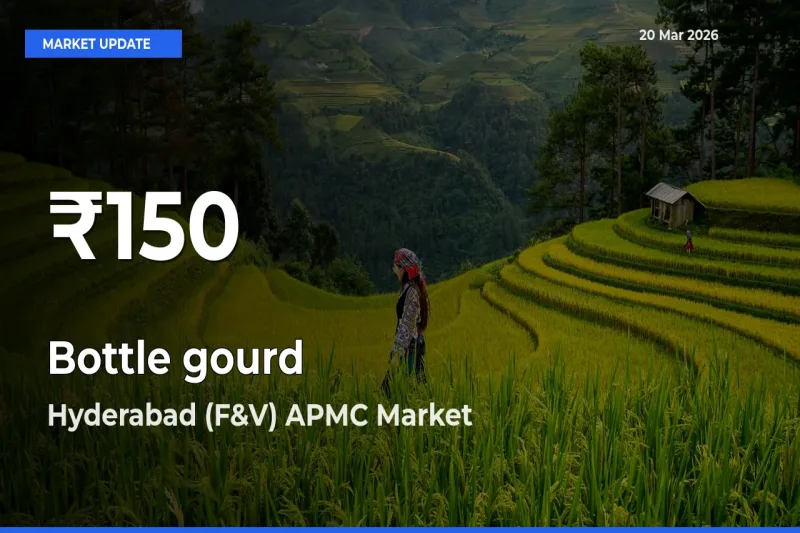 Bottle gourd Mandi Rate Today: 30-Day Low Recorded in Hyderabad (F&V) APMC