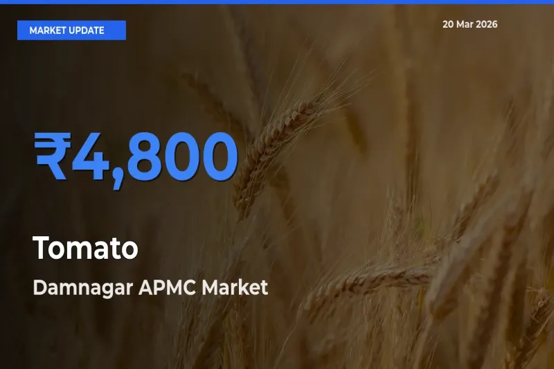 Damnagar APMC Leads as Top Mandi for Tomato Prices