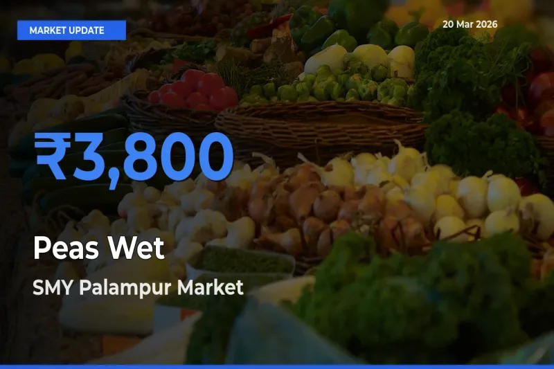 Top Performer! SMY Palampur Offers Best Peas Wet Price Today