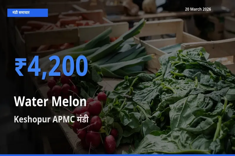 आज तरबूज के सबसे ज़्यादा दाम Keshopur APMC मंडी में दर्ज