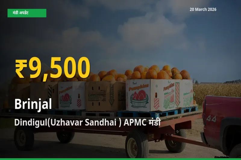 30 दिनों में सबसे ऊँचे स्तर पर बैंगन के दाम, Dindigul(Uzhavar Sandhai ) APMC में उछाल