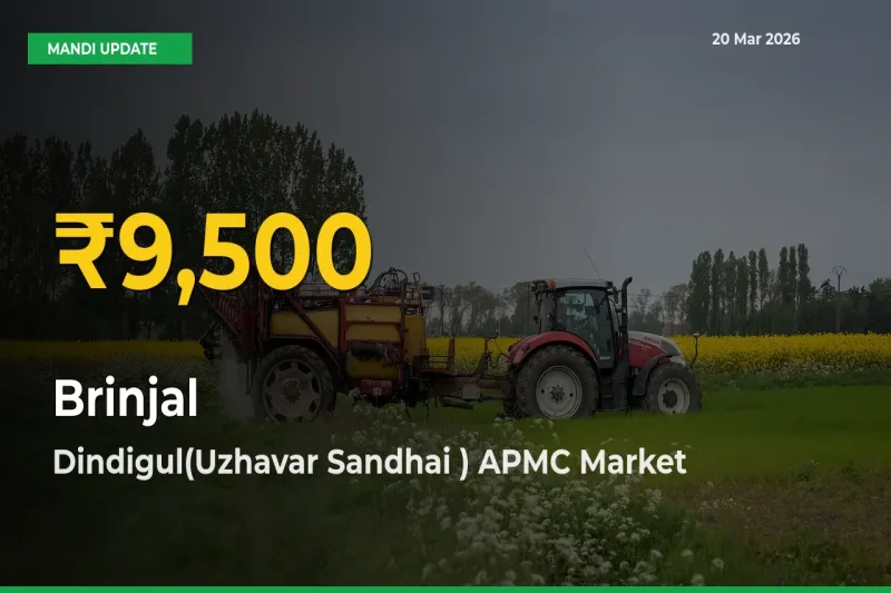 Why Brinjal Prices Are Climbing in Dindigul(Uzhavar Sandhai ) APMC – Today’s New High Explained