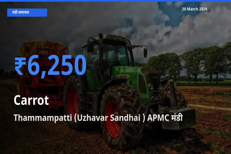 किसानों की पसंद बना Thammampatti (Uzhavar Sandhai ) APMC, गाजर के सबसे अच्छे दाम