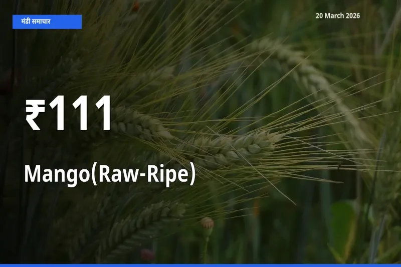 आम (कच्चा-पका) के दाम 111+ मंडियों में बदले, बाज़ार का रुझान स्पष्ट