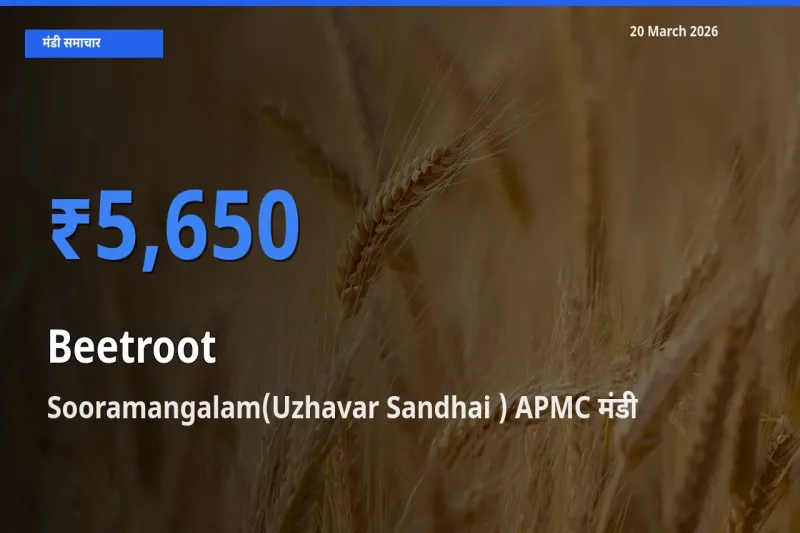 किसानों की पसंद बना Sooramangalam(Uzhavar Sandhai ) APMC, चुकंदर के सबसे अच्छे दाम