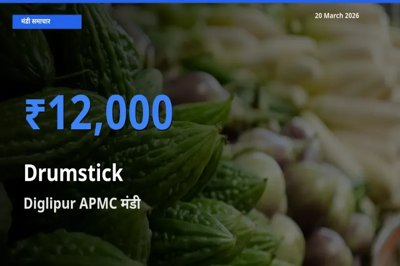 आज सहजन (मुनगा) के सबसे ऊँचे दाम ₹12,000 Diglipur APMC मंडी में