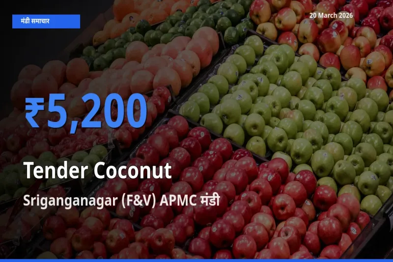 Sriganganagar (F&V) APMC मंडी में कच्चा नारियल ₹5,200 पर पहुँचा – आज का सर्वोच्च भाव