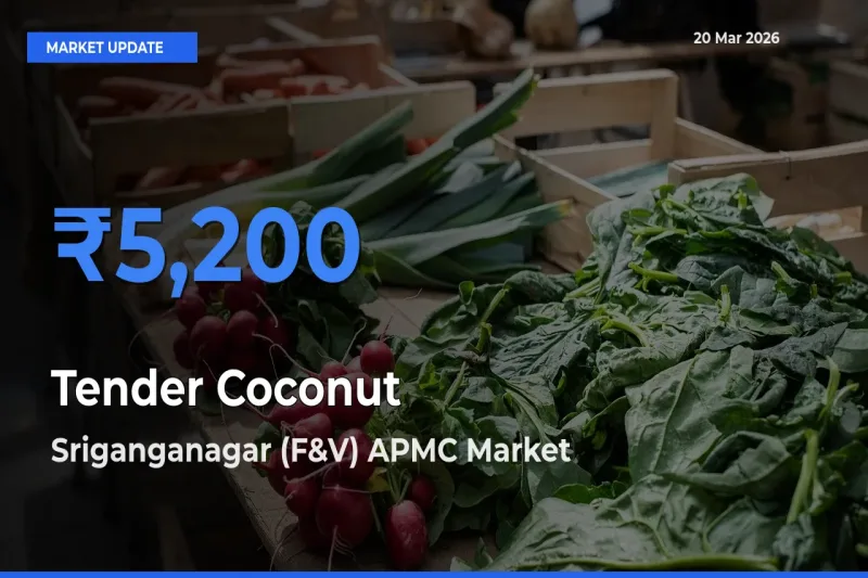 Tender Coconut Mandi Rate Today: Sriganganagar (F&V) APMC Tops the List