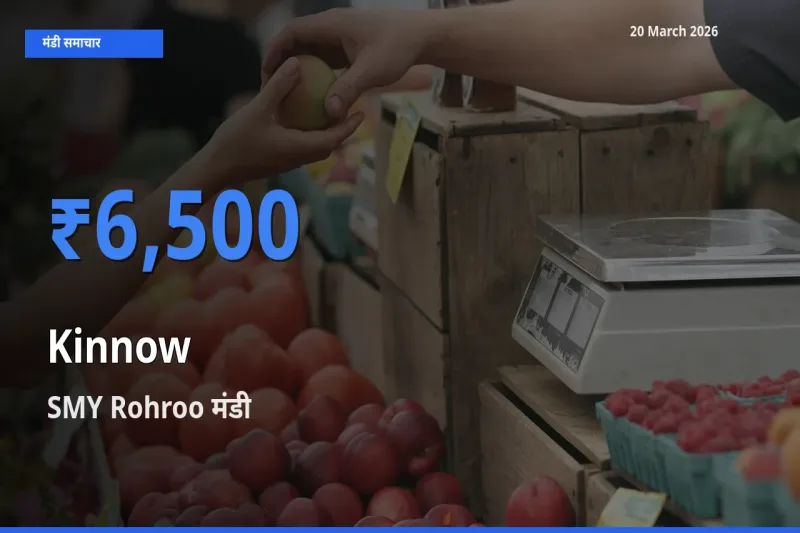 आज किन्नू के सबसे ऊँचे दाम ₹6,500 SMY Rohroo मंडी में