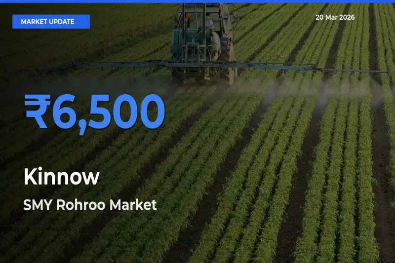 Farmers Prefer SMY Rohroo as Kinnow Hits Highest Rate