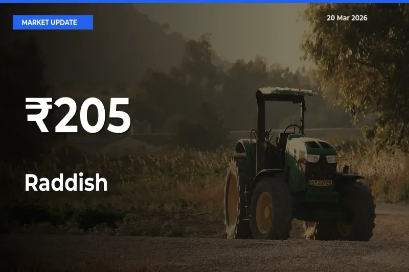 Multi-Mandi Trend Emerges as Raddish Prices Shift Across Key Markets