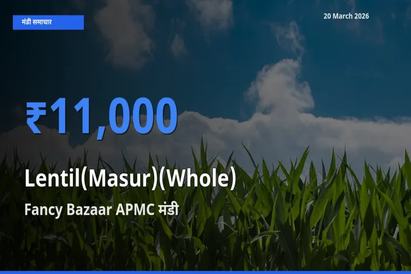 20 March अपडेट: मसूर दाल (साबुत) के सबसे ऊँचे दाम Fancy Bazaar APMC मंडी में