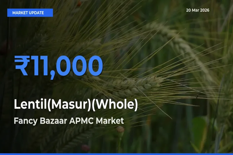 Lentil(Masur)(Whole) Mandi Rate Today: Fancy Bazaar APMC Tops the List