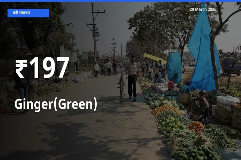 अदरक (हरा) का ट्रेंड कई मंडियों में साफ