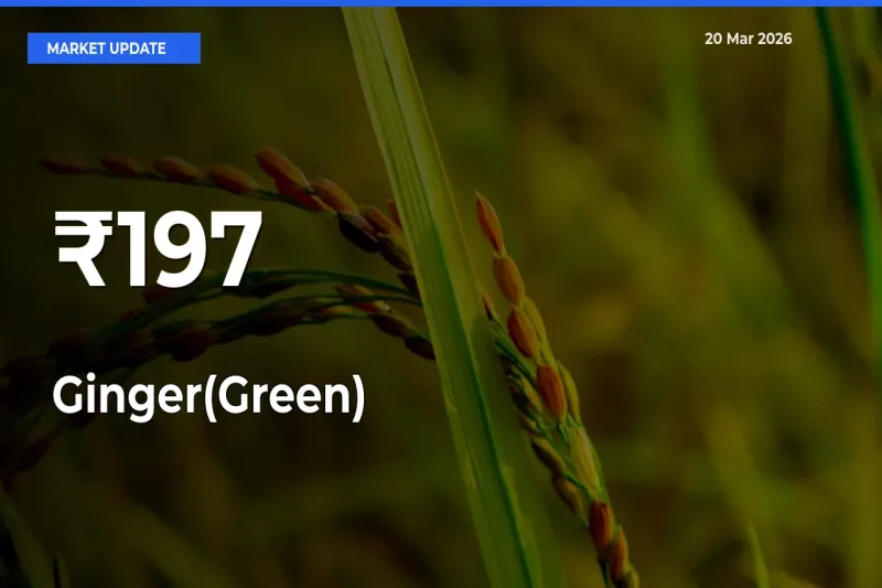 Ginger(Green) Prices Trend Across 197+ Mandis – Market Direction Turns Clear