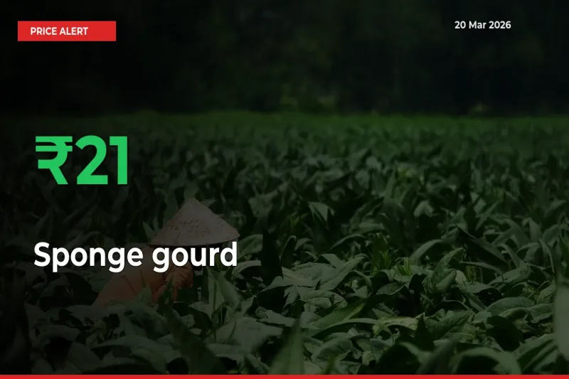 Sudden 20.99% Rally in Sponge gourd Prices Across Mandis