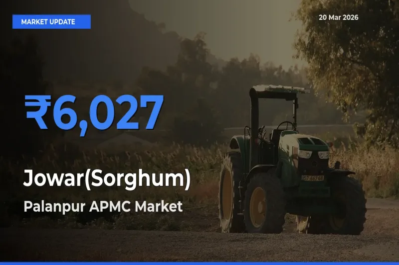 Farmers Prefer Palanpur APMC as Jowar(Sorghum) Hits Highest Rate